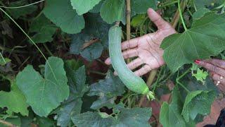 Edible garden | Red soil Gardener