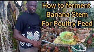 How to ferment Banana & Plantain Stem for Poultry & Livestock feed: Tips for Free Poultry Feed.