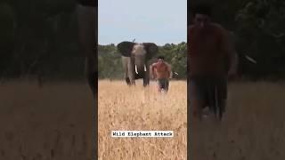 Wild Elephant Attack | Elephant Encounter #shorts