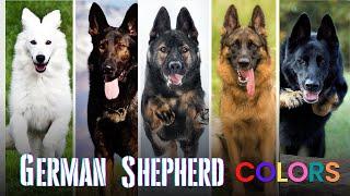 10 Beautiful German Shepherd Colors – A Guide to GSD Coat Colors & Markings