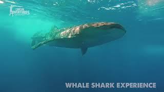 EXCURSION PASS  WHALE SHARK EXPERIENCE