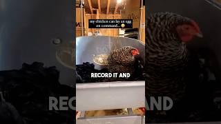 This Chicken Can Lay Eggs On Command 