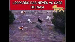 LEOPARDO DAS NEVES VS CÃES DE CAÇA NA ÁSIA #asia #leopardo #leopard #snow #vidaselvagem #animais