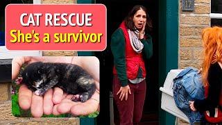 Cat Rescue - Stray Twiglet's Amazing Adventure.