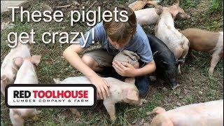 Ep83:You will not stop laughing watching these piglets play