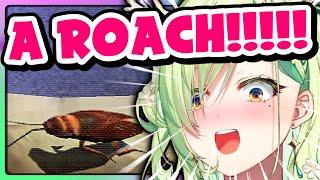 Fauna did not expect to COOK roaches today! *EEEEK*!