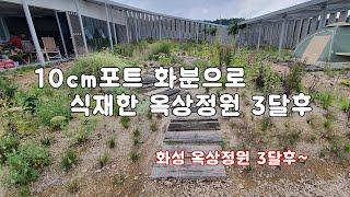 폭풍 성장하기 시작한 옥상정원~ /정원/조경/
