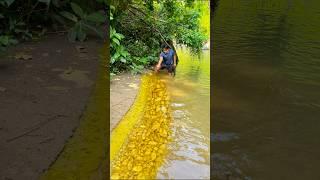 The sand material that contains gold has a magnetic seed and this man tries to separate it by #gold