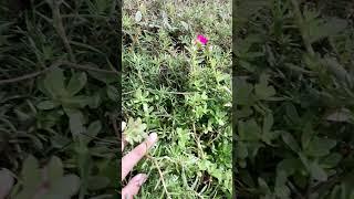 I touched the grass irl but its REAL Grass