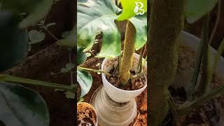 Monstera Replanting Using Coir Stickfor Healthy Roots  | Easy DIY Method 