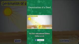Germination of a Seed | SEED GERMINATION | Plant Germination | Plant Science for Kids #shorts