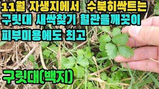 백지―잡초속에서 수북하게 올라오는 새싹 찾기! 혈액순환을 촉진시켜 혈관 질환을 예방·치료하고, 각종 염증 및 통증 치료, 피부미용등에 탁월한 여성에게 좋은 약초