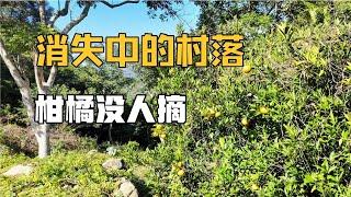 广东普宁摩天石无人村，探寻消失中的村落，满地水果烂了没人摘？【潮游记】