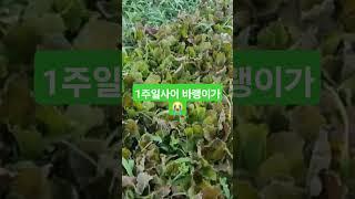 양평#농사#마늘#주아#도전#일상#관리#지속#수확#멍#구독#귀촌#꿀팁#좋아요#초보#주말#자연#친환경#열심#설명#키우기#농작물#방법#놀기#힐링#여유#잡초