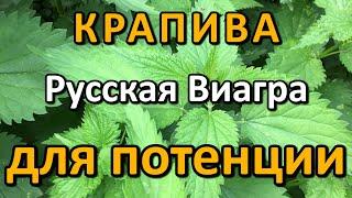 Крапива для потенции. Эрекция, русская Виагра. Повышение мужской силы крапивой. Аналог виагры.