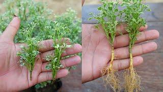 How to grow Aralia plant | Aralia plant propagation