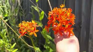 Learn and grow with me - riêng một góc vườn