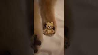 곰네마리찾기 クマ四匹探し #강아지 #강아지발바닥 #곰 #子犬 #子犬の足裏 #クマ
