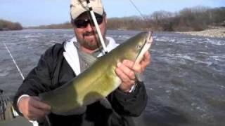 Team Catfish Video - Catching Catfish in fast river water on the Kansas River.