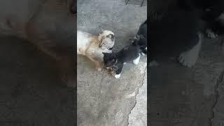 #meowmeow