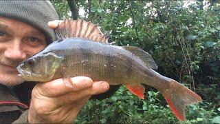  The Monday morning angling show, starring an all-perch cast