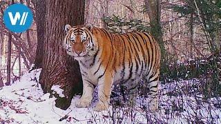 Sibirien - Im Reich des Amur-Tigers (360° - GEO Reportage)