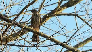 01/21/25 Juv Male Sharp-Shinned Hawk & Jays Kent Wa 2864-164