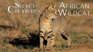 Secret Creatures: African Wild Cat 