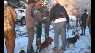 Hunting Basset Hounds