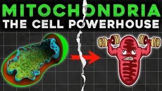 Structure and functions of mitochondria | Cell organelle | Cell biology | EasyMedEdHub