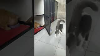 Sorotan 5.59 - 10.59 dari Jecky Cat house sedang live sekarang!