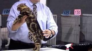 Champion American Shorthair Cat