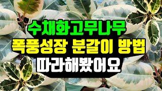 수채화 고무나무 키우기 1년 , 폭풍성장 분갈이 방법 따라해봤어요! Ficus elastica