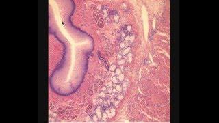 ПИЩЕВОД. OESOPHAGUS. В световой микроскоп.