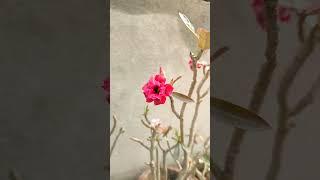 Adenium Plant #shortvideo #shorts #short #youtubeshorts #youtube #flowers #adenium #garden #hobby