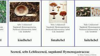 Seened, selts Lehikseened, sugukond Hymenogastraceae fungus hebel Agaricales luitehebel paljak