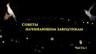 TimPtitZ: Советы начинающим заводчикам попугаев. Часть 1.