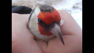 Annunciation birds are released into the wild