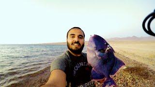 Triggerfish (Catch, Clean, Cook)