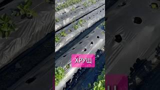 На видео поражённый, тёмный ХРУЩ  препараты Пиринекс + Табу Супер