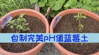 【种蓝莓之二】蓝莓土壤pH要求和自制有机蓝莓土｜移栽蓝莓方法及过程｜咖啡渣或松针并不能降低土壤pH值，不要听信谣言！｜Blueberry Planting Soil