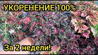 Размножение колеусов черенками - БЫСТРО и ПРОСТО!