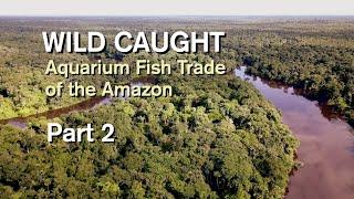 WILD CAUGHT : AQUARIUM FISH TRADE OF THE AMAZON. PART 2