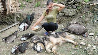 Vietnamese girls live with nature, grow vegetables, catch fish, harvest bees and vegetables to sell