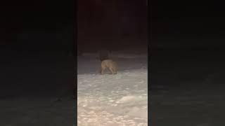 Dogs Realize They Were Playing With A Wolf in Backyard