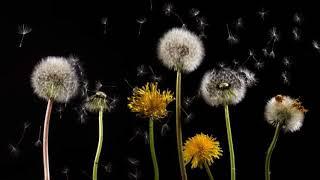 Scorpio July 2020 Astro Alchemy Forecast