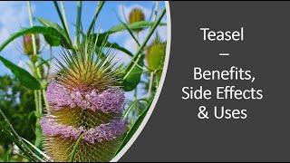 Teasel - Benefits, Uses & Side Effects