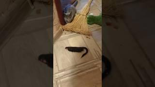 Тëмаутро #cat