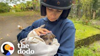 Puppy Who Was Found By Tourists On The Street Is SO Loved Now | The Dodo