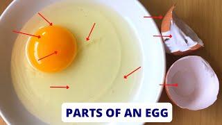 PARTS OF AN EGG | Parts of an Egg and their Functions | Science Lesson